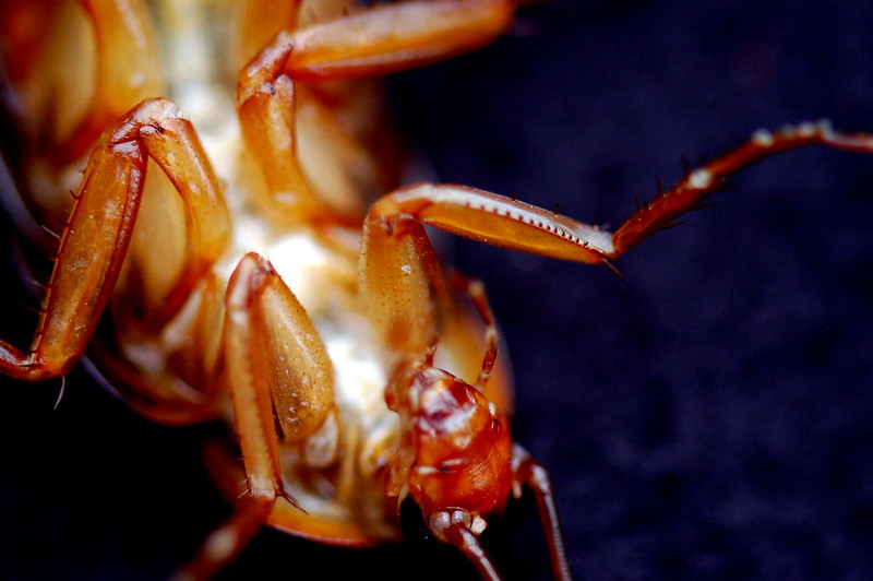 gumtree gold coast pest control